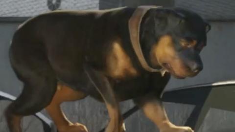 Cachorro do GTA V